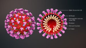 Read more about the article Corona virus